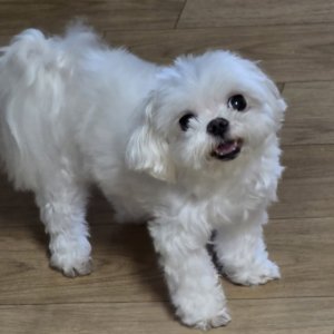 강아지분실실종 광주광역시 광산구