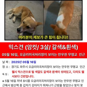 강아지를 찾습니다 믹스견 경기도 파주시