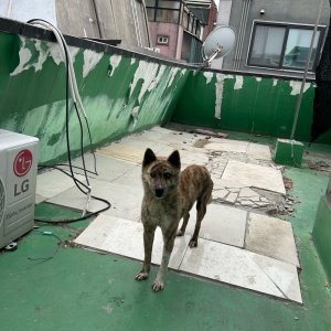 강아지를 찾습니다 풍산개 서울특별시 서초구