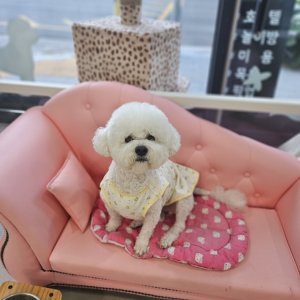 강아지분실실종 강원도 원주시