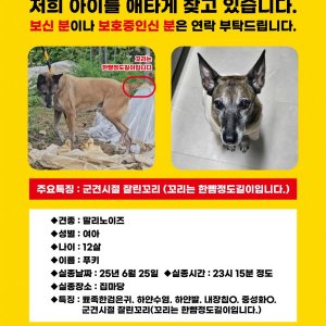 강아지를 찾습니다 벨지언세퍼드독/말리누아 경기도 양평군
