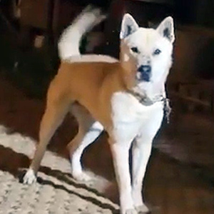 강아지를 찾습니다 진돗개 경기도 파주시