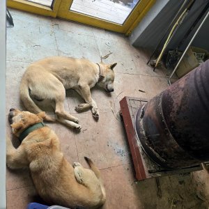강아지를 찾습니다 진돗개 경기도 파주시