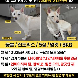 강아지분실실종 경기도 수원시 권선구