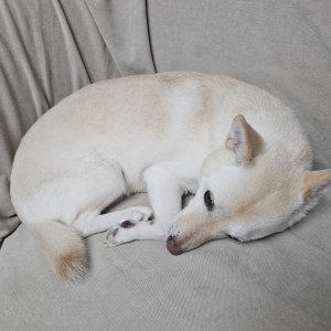 강아지를 찾습니다 강아지 전단지