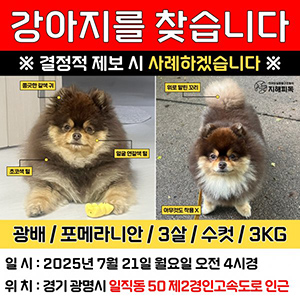 강아지를 찾습니다 포메라니언 경기도 광명시