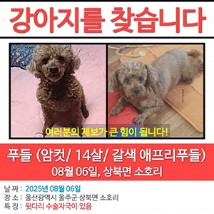 강아지를 찾습니다 푸들/토이푸들 울산광역시 울주군