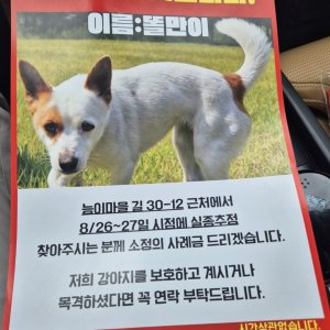 강아지분실실종 강원도 원주시