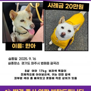 강아지분실실종 경기도 파주시