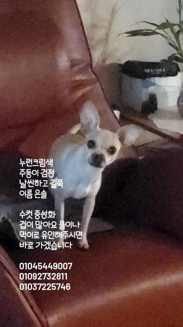 강아지를 찾습니다