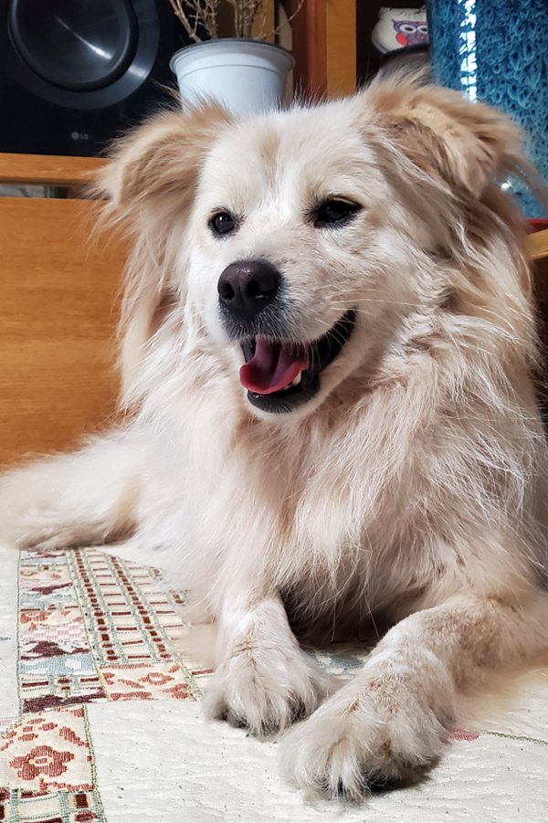 강아지를 찾습니다