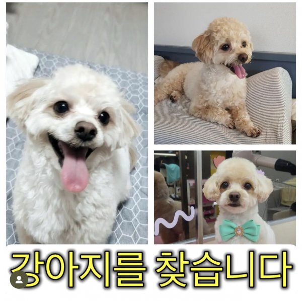강아지를 찾습니다