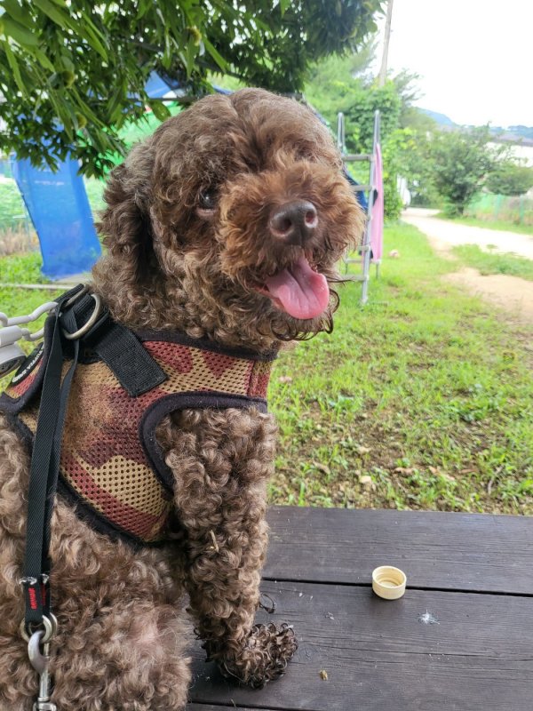 강아지를 찾습니다