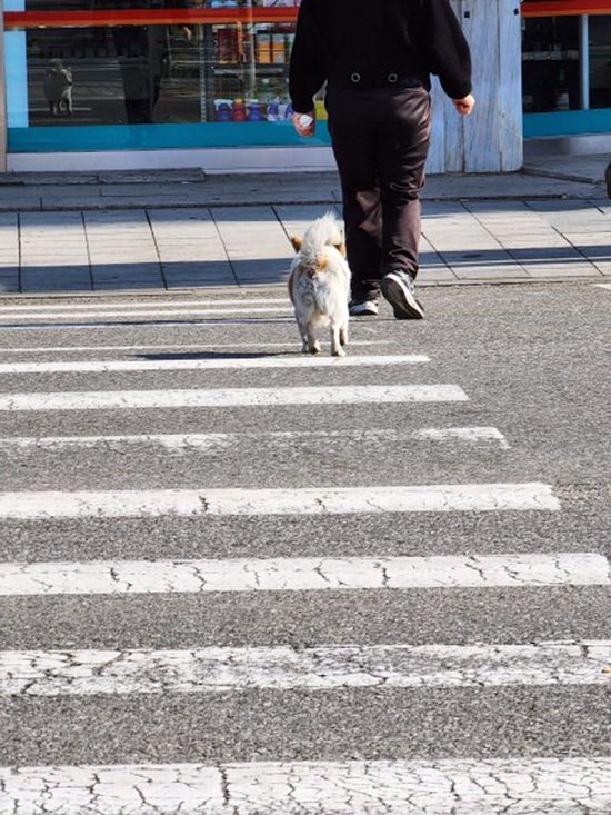 강아지를 찾습니다