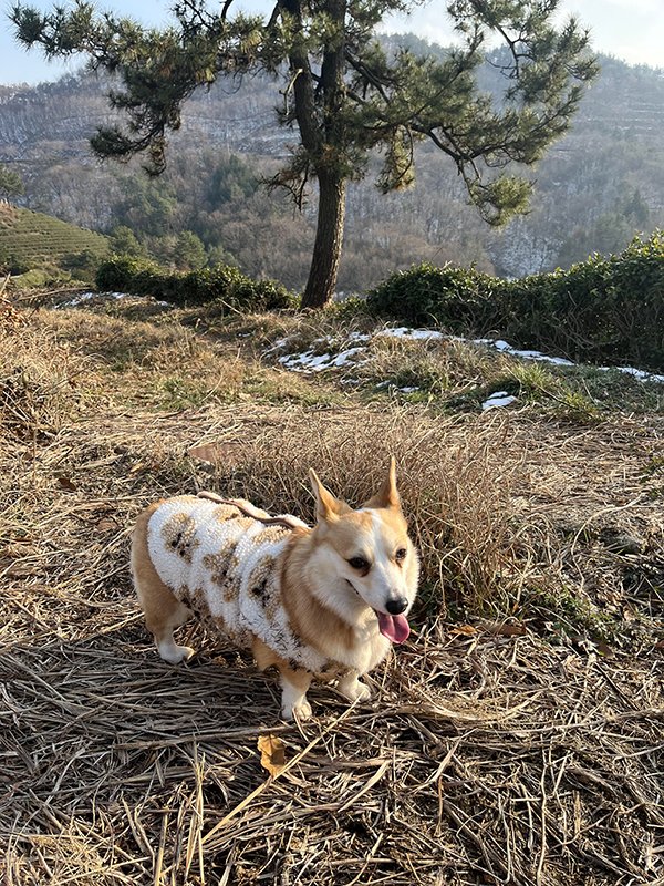 강아지를 찾습니다