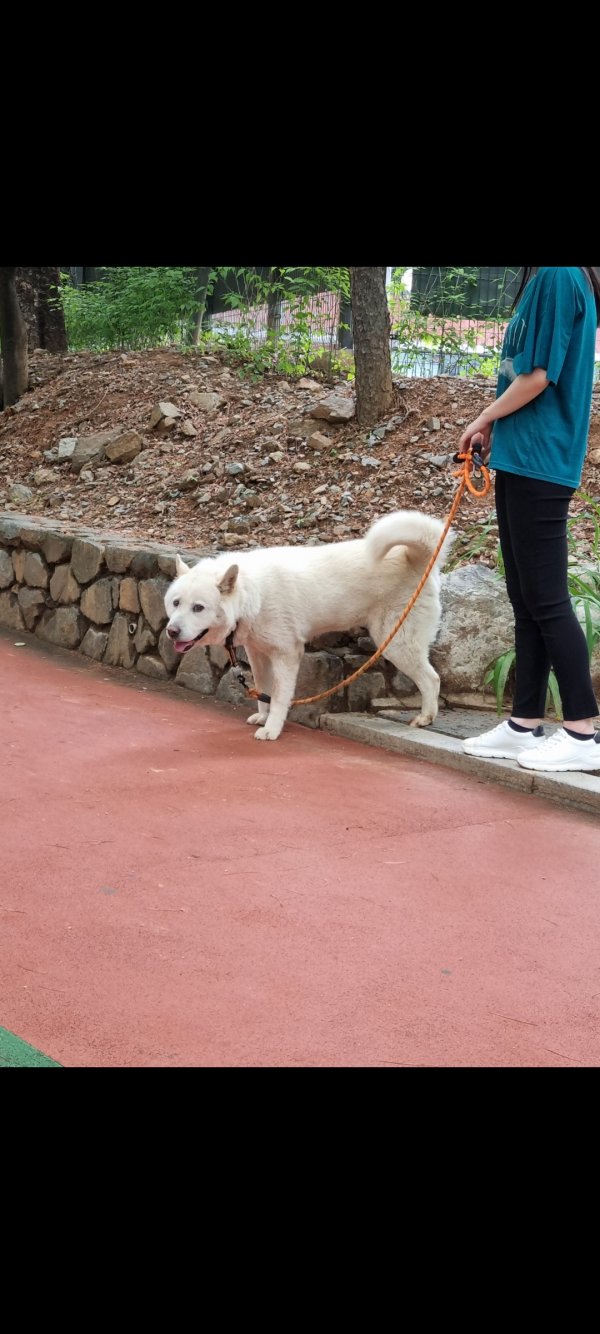 강아지를 찾습니다