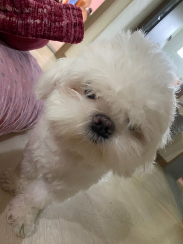 강아지를 찾습니다