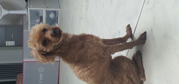 강아지를 찾습니다