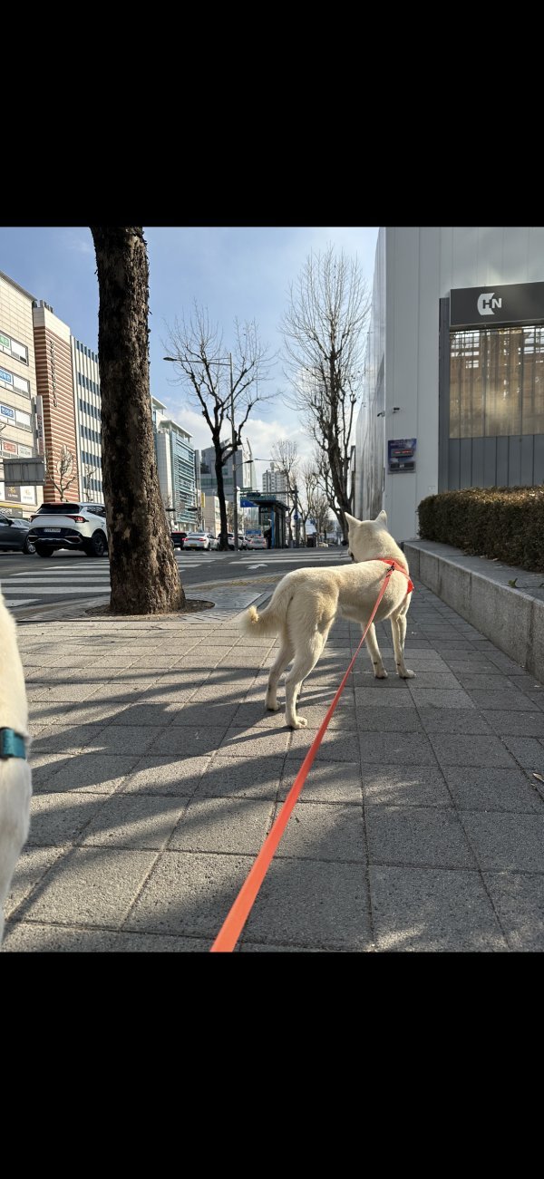 강아지를 찾습니다