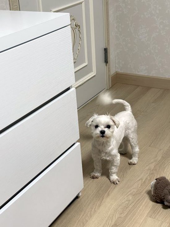 강아지를 찾습니다