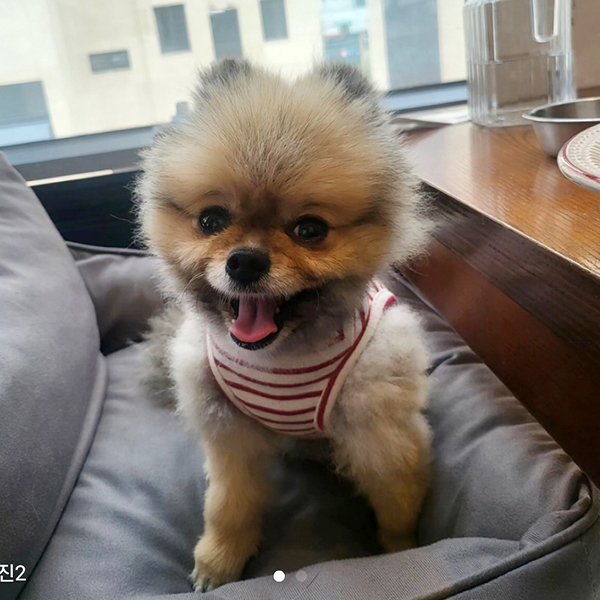 강아지를 찾습니다