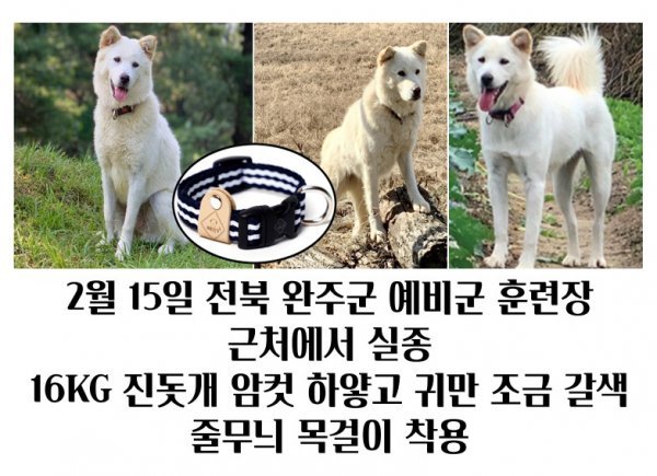 강아지를 찾습니다