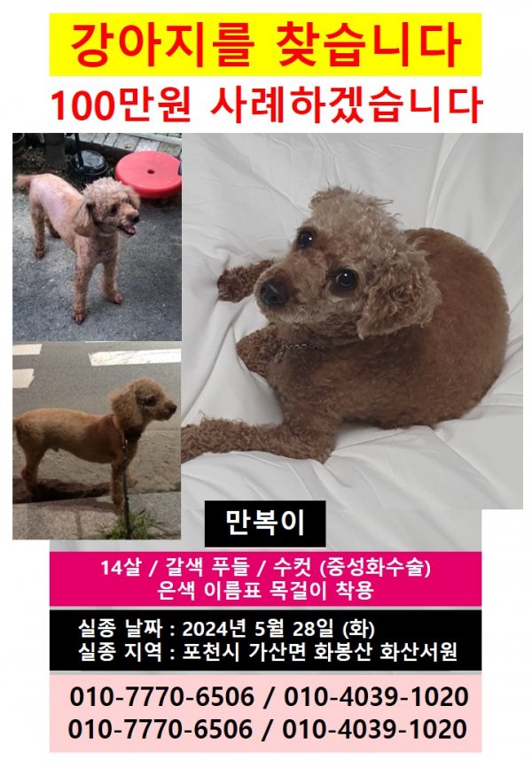 강아지를 찾습니다