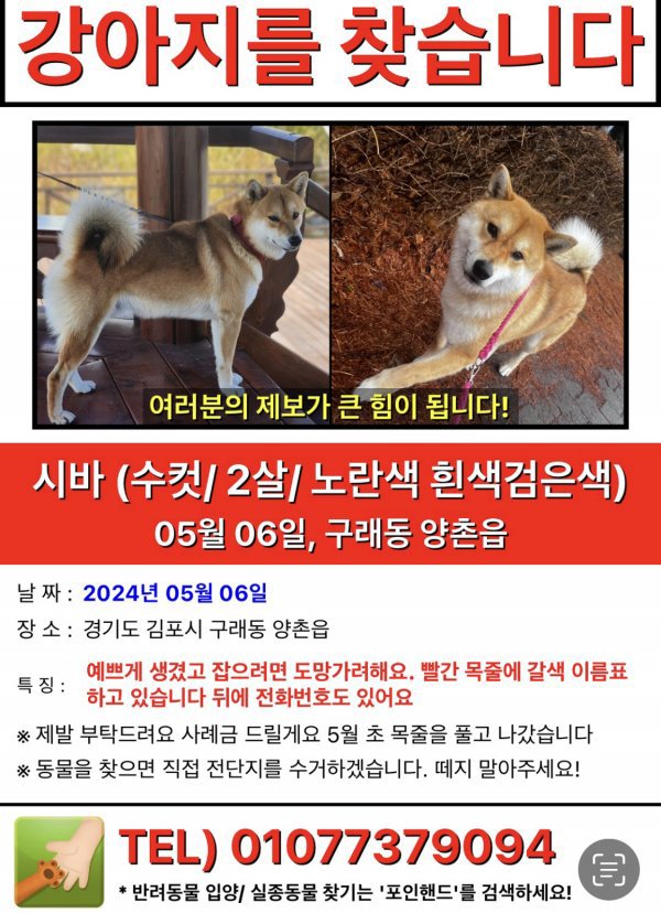 강아지를 찾습니다