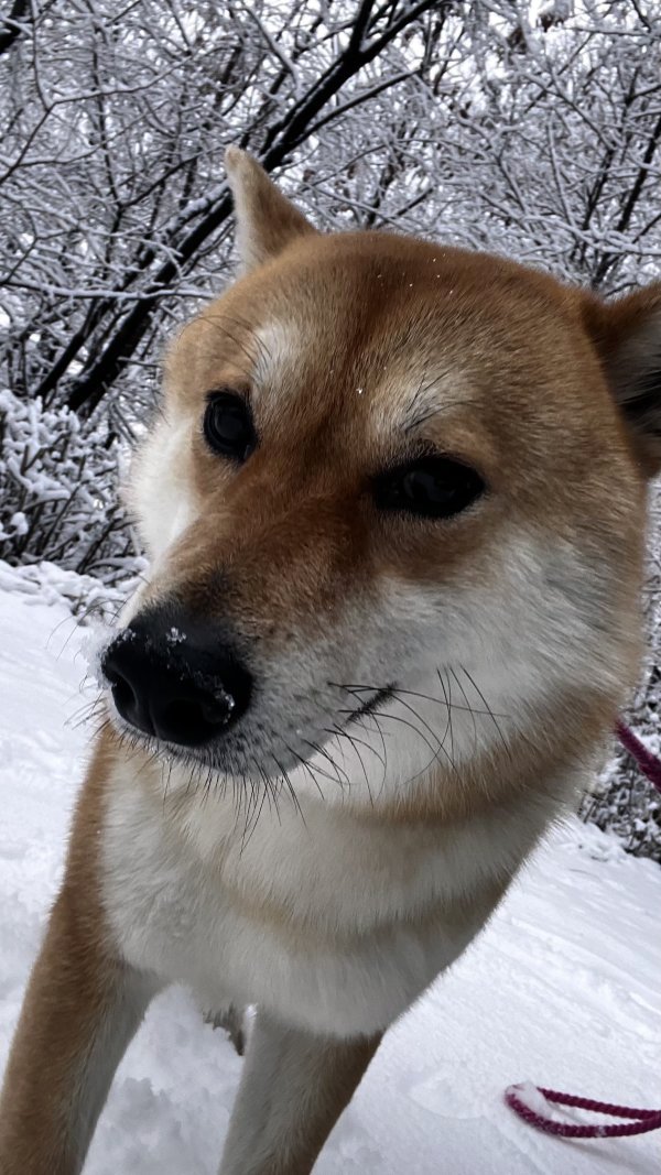강아지를 찾습니다