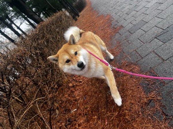 강아지를 찾습니다