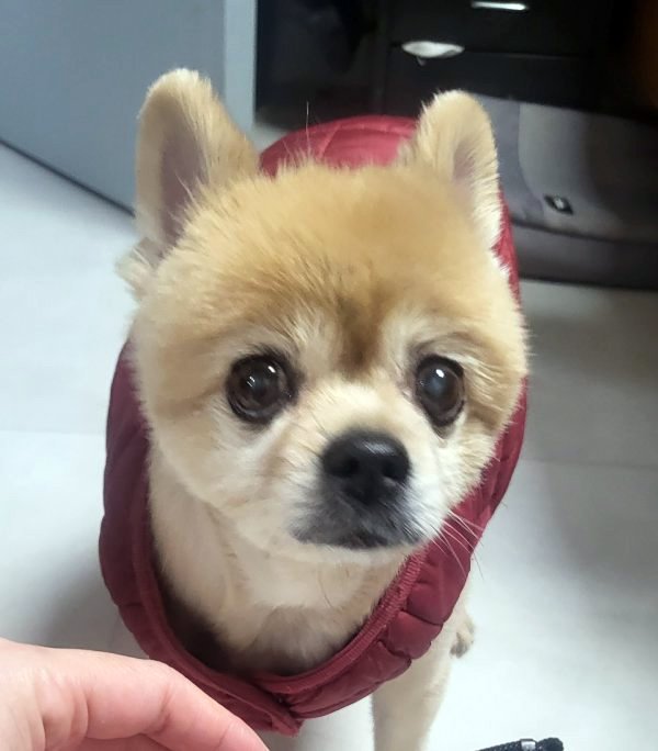 강아지를 찾습니다