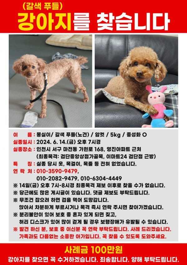 강아지를 찾습니다
