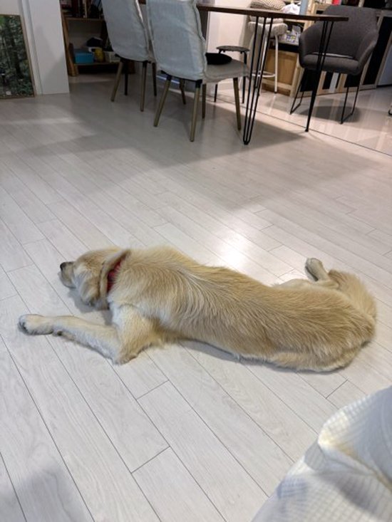 강아지를 찾습니다