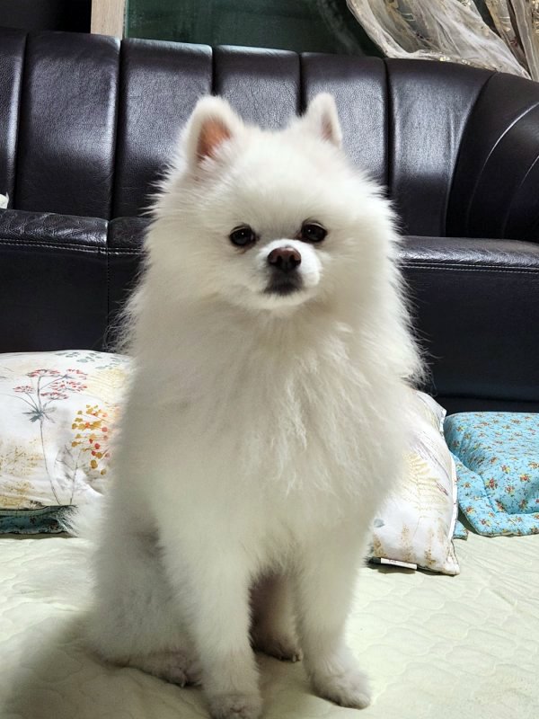 강아지를 찾습니다