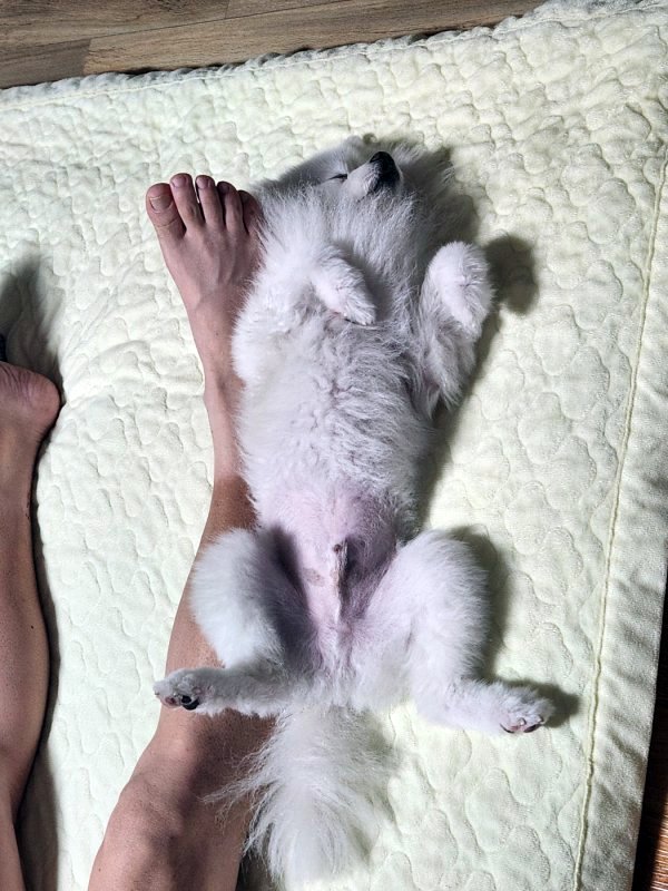강아지를 찾습니다