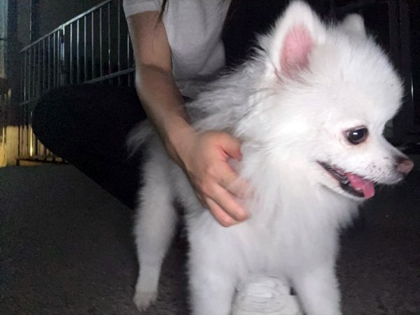 강아지를 찾습니다