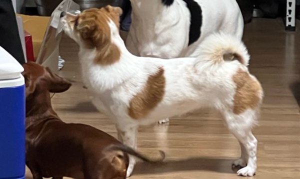 강아지를 찾습니다