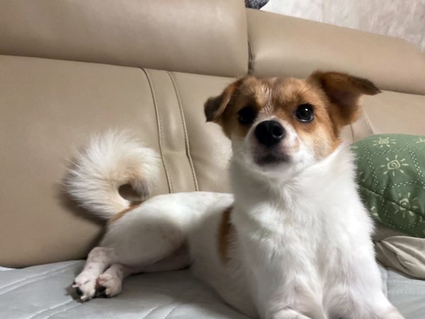 강아지를 찾습니다