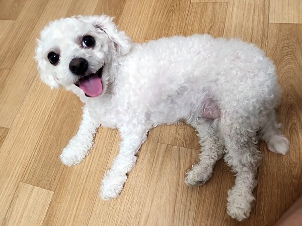강아지를 찾습니다