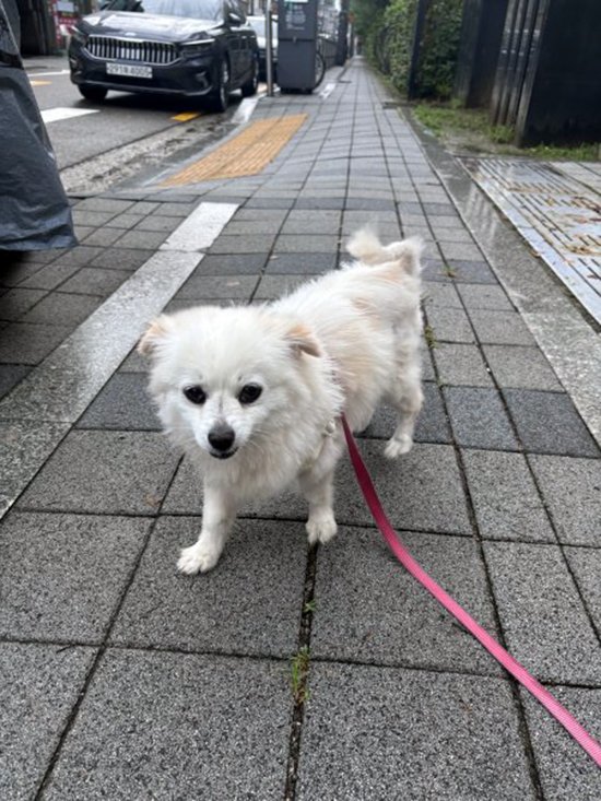 강아지를 찾습니다