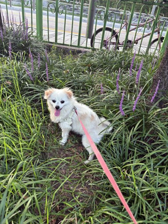 강아지를 찾습니다