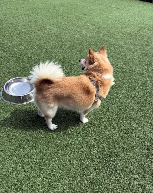 강아지를 찾습니다