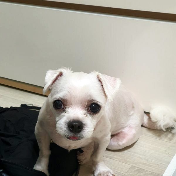강아지를 찾습니다
