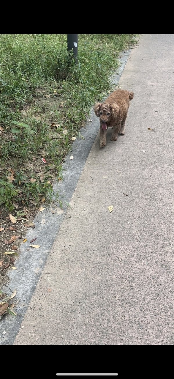 강아지를 찾습니다