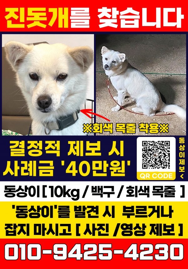 강아지를 찾습니다
