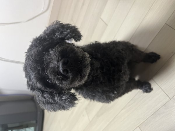 강아지를 찾습니다