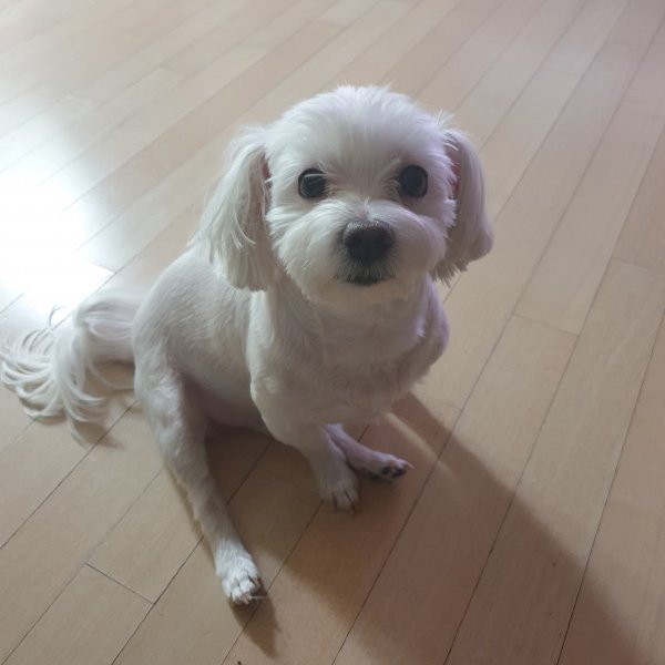강아지를 찾습니다