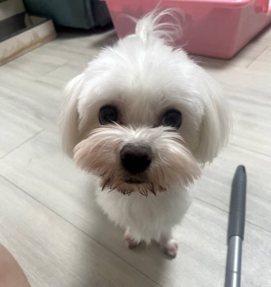 강아지를 찾습니다