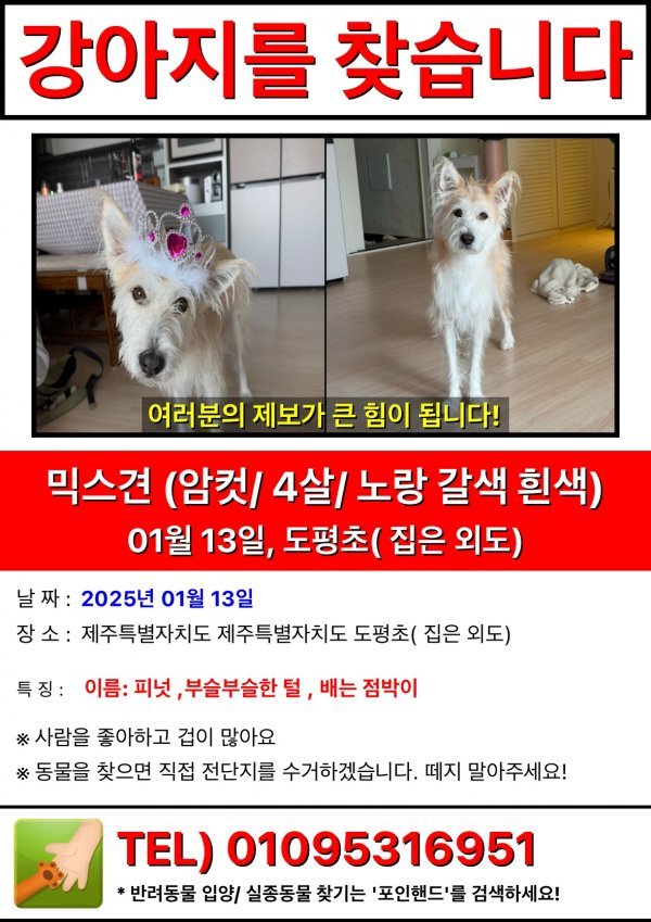 강아지를 찾습니다