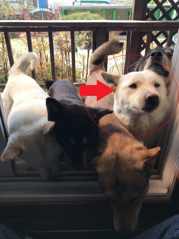 강아지를 찾습니다